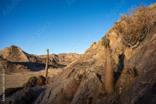 Halfmens or elephant's trunk (Pachypodium namaquanum) in typical mountain desert environment. Richtersveld. Northern Cape. South Africa. photo