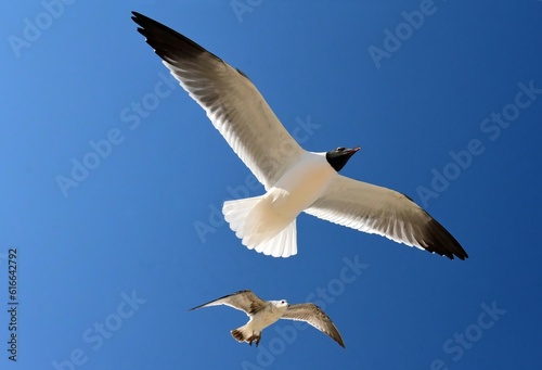 close up of a laughing gull and a juvenile herring gull in flight against a blue sky in spring at rehoboth beach in delaware