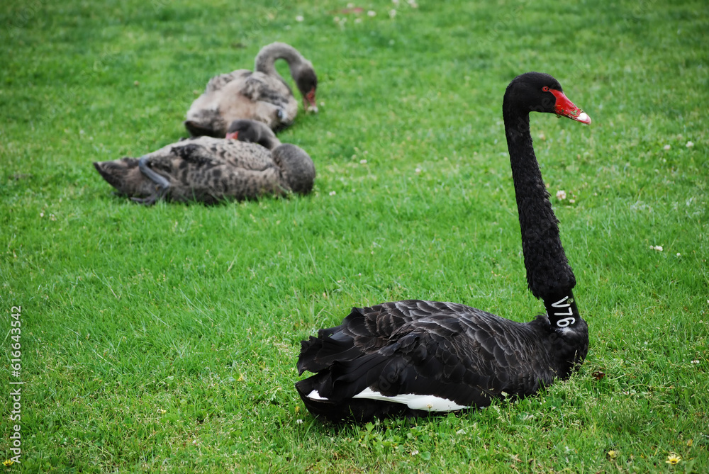 Fototapeta premium Swans of Albert Park, Melbourne