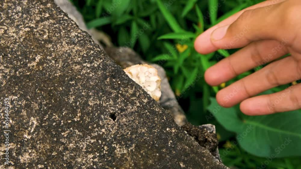 rice field conch. an asian man is picking up rice field snail eggs on the outskirts of the rocks and squeezing and crushing them into dust with one hand. 4K video footage.
