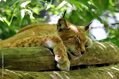 Canvas Print lynx