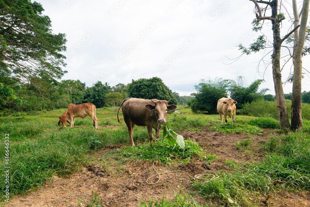 Obraz premium Domestic cattle cow eat grass in outdoor farm forest