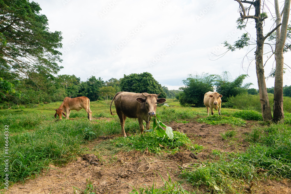 Domestic cattle cow eat grass in outdoor farm forest
