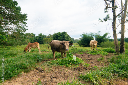 Domestic cattle cow eat grass in outdoor farm forest © themorningglory