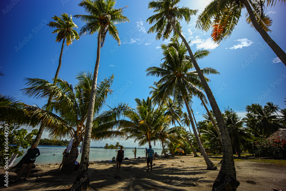Obraz premium Tropical Paradise