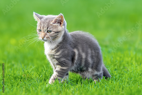 A small kitten on a green lawn © Jan Kravtsov