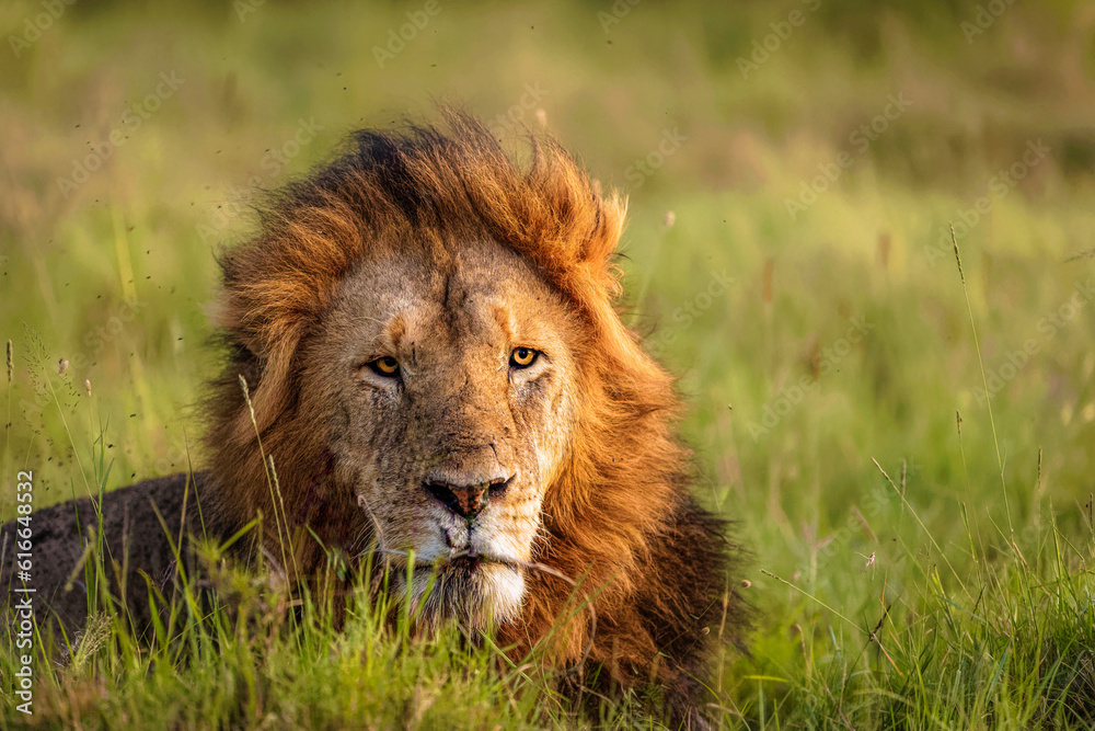 Fototapeta premium Male lion ( Panthera Leo Leo) enjoying the beautiful african sunset, Mara Naboisho Conservancy, Kenya.