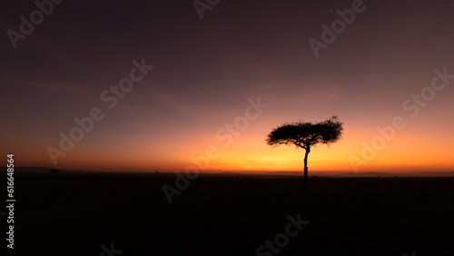 Panorama silhouette tree in africa with sunrise.Tree silhouetted against a setting sun.Dark tree on open field dramatic sunrise.Typical african sunset with acacia tree in Masai Mara, Kenya. © Gunter