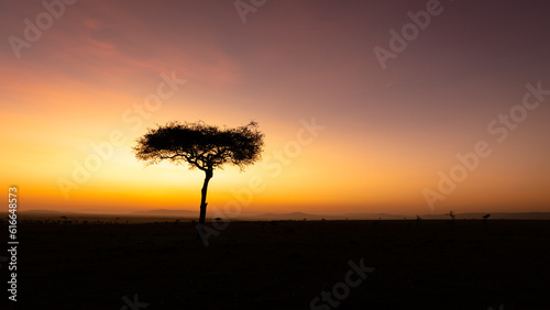 Panorama silhouette tree in africa with sunrise.Tree silhouetted against a setting sun.Dark tree on open field dramatic sunrise.Typical african sunset with acacia tree in Masai Mara  Kenya.