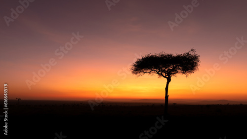 Panorama silhouette tree in africa with sunrise.Tree silhouetted against a setting sun.Dark tree on open field dramatic sunrise.Typical african sunset with acacia tree in Masai Mara, Kenya.