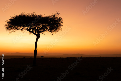 Fototapeta Naklejka Na Ścianę i Meble -  Panorama silhouette tree in africa with sunrise.Tree silhouetted against a setting sun.Dark tree on open field dramatic sunrise.Typical african sunset with acacia tree in Masai Mara, Kenya.