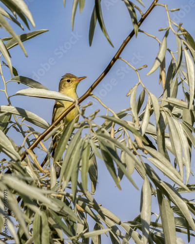 A small yellow bird perched on a slender branch amidst dense green foliage against a clear blue sky. The bird's delicate features and vibrant color create a charming and natural scene, ideal for illus