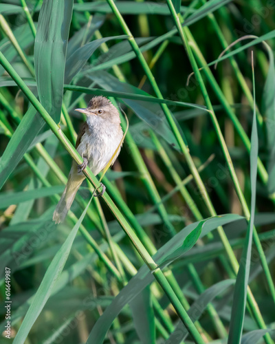A small brown and white bird perched on a green reed amidst a dense thicket of tall, slender grass. The bird's subtle coloration blends harmoniously with the lush, green backdrop, capturing a serene m