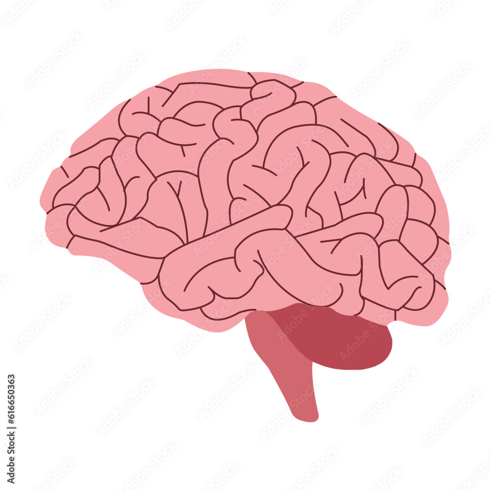Human brain. Vector illustration isolated on white background made in 3d Human brain. Vector illustration isolated on white background made in 3d
