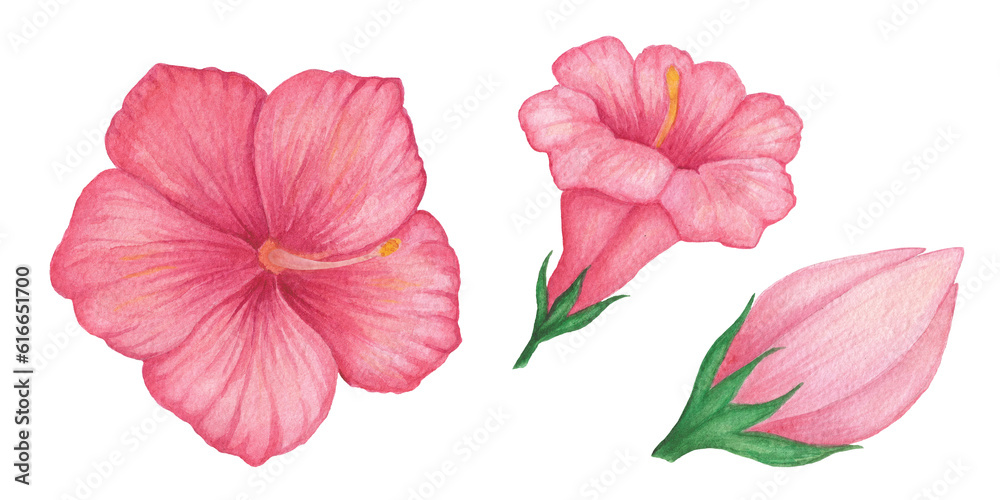 Red Hibiscus flower. Petunia. Mirabilis. Mallow. Single red flower. Watercolor illustration