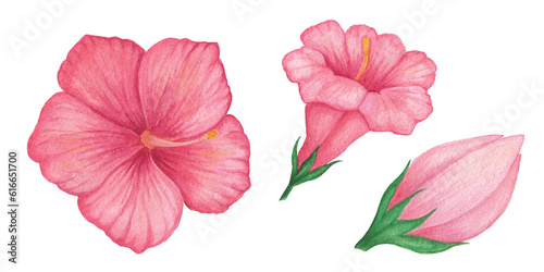 Red Hibiscus flower. Petunia. Mirabilis. Mallow. Single red flower. Watercolor illustration