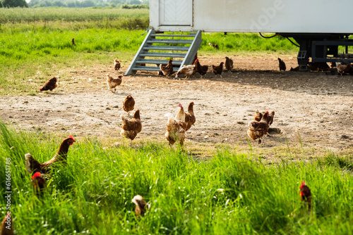 Freilaufende Hühner auf einer Wiese in Langenfeld