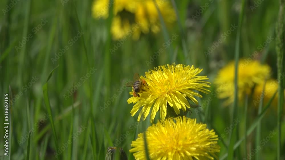 Blooming dandelions and green grass, close-up. Blooming dandelions and green grass, close-up.