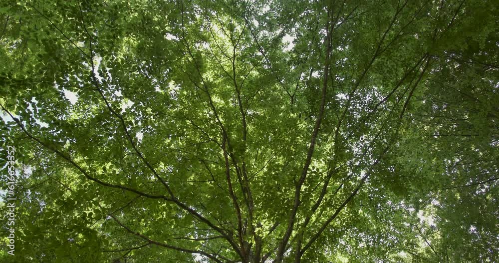 A large green beech tree canopy in sunlight and light winds. View from the bottom up.
A large green beech tree canopy in sunlight and light winds. View from the bottom up.