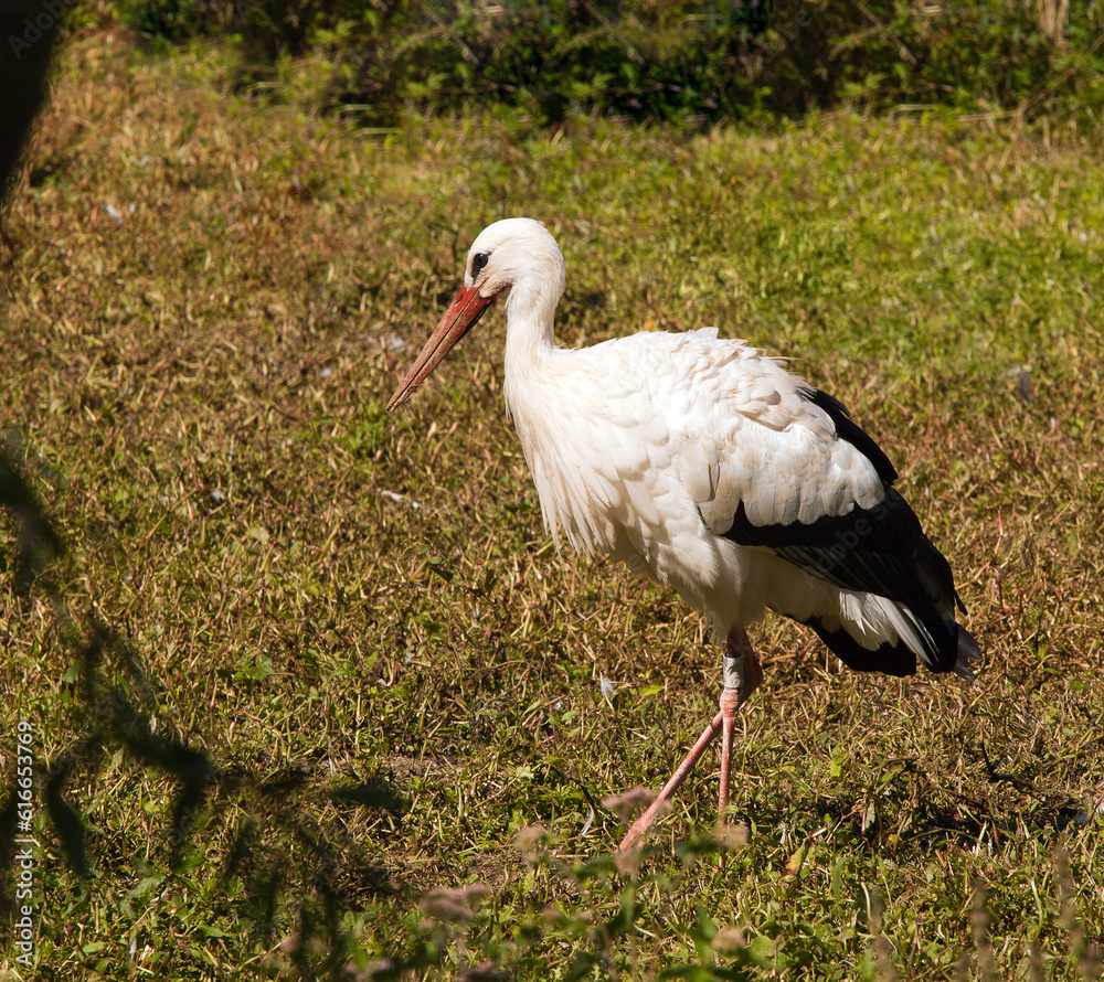 Fototapeta premium Stork bird