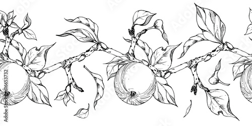 Hand drawn ink apple fruits, branches and leaves, monochrome vector, detailed outline Seamless horizontal banner. Isolated on white background Design for wall art, wedding, print, fabric, cover, card.