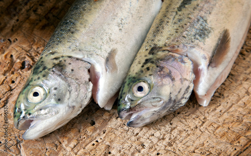 Raw trout