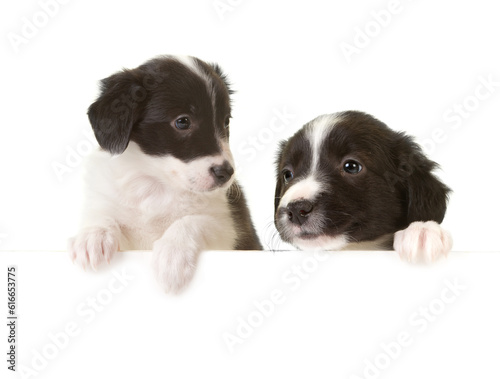 Fototapeta Naklejka Na Ścianę i Meble -  Border collie puppies with a card