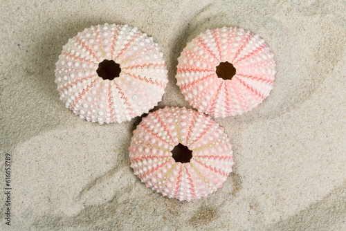 Sea urchins top view