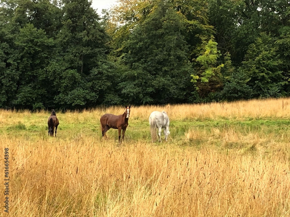 horses in the meadow horses in the meadow