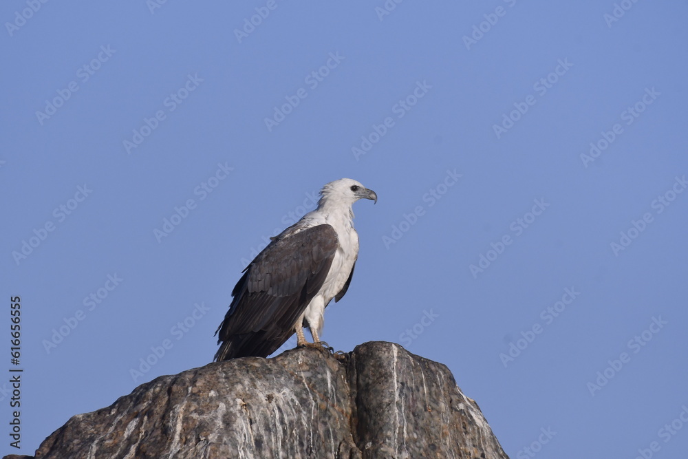 Obraz premium Photograph of The White-bellied Sea-Eagle has white on the head, rump, and underparts and dark grey on the back and wings. 