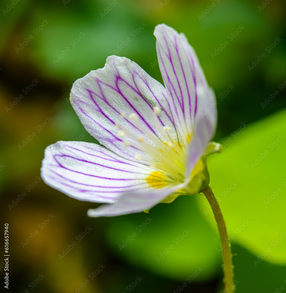 flower of common wood sorrel (Oxalis acetosella)