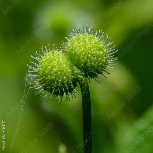 detail of fruit seed of cleavers, clivers, catchweed or sticky willy (Galium aparine) photo