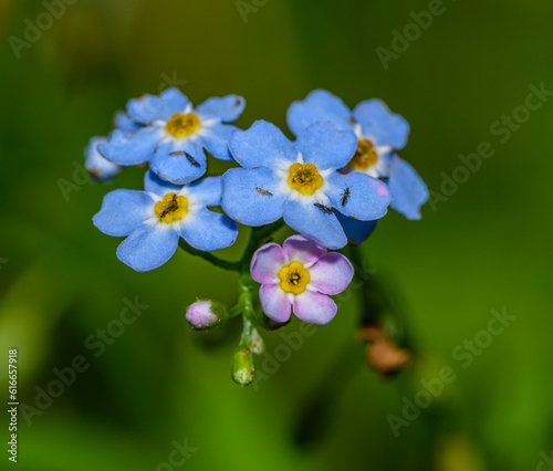 blue flowers of true forget-me-not  Myosotis scorpioides 