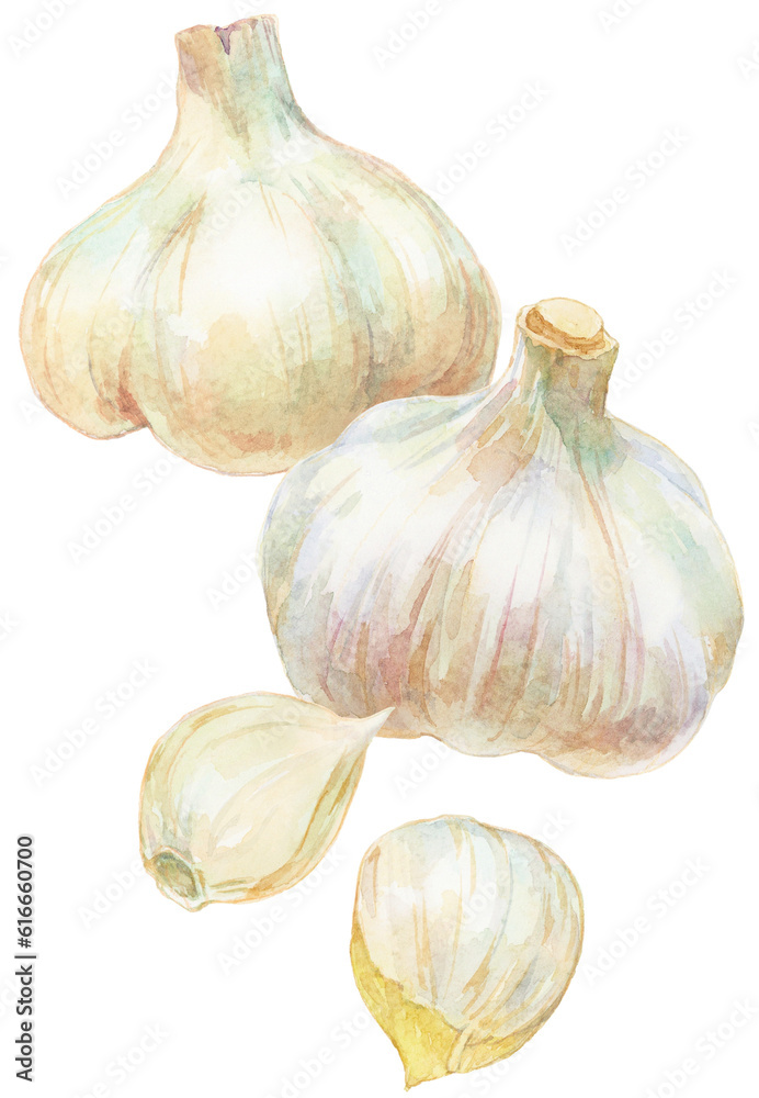 Obraz premium 水彩画イラスト 2個のニンニクとニンニクのかけら 縦並び