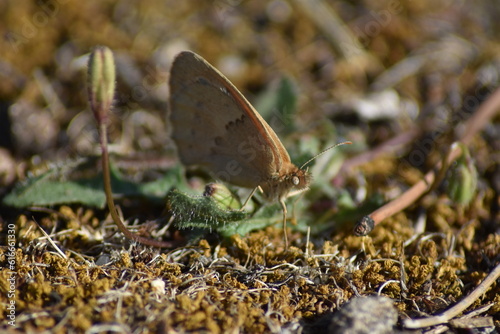 Brush-footed butterfly (Coenonympha "Níspola") on the ground