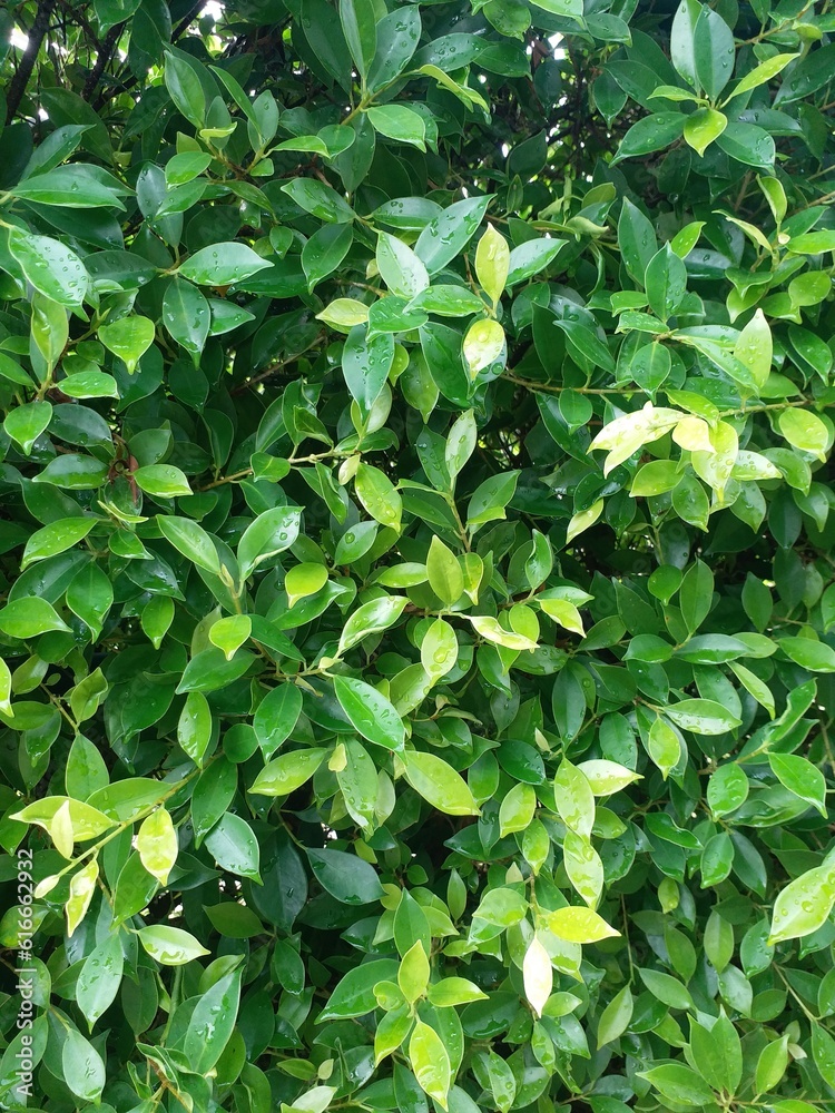 green leaves background green leaves background