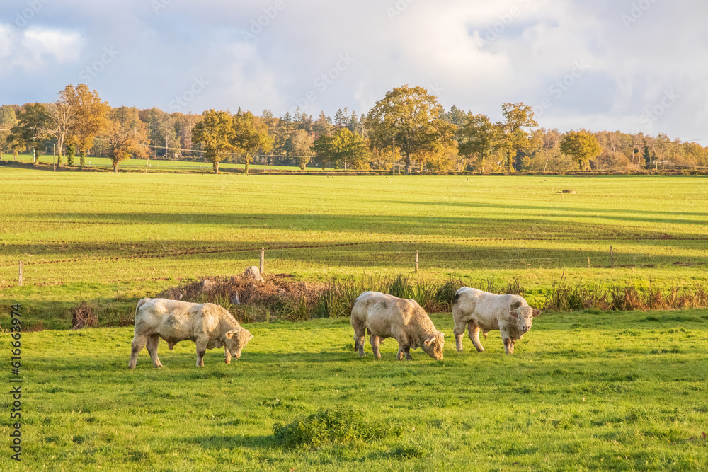 Fototapeta premium charolais kühe