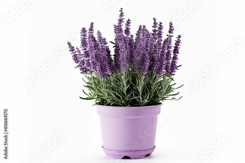 Beautiful Purple Flower Plant in Isolation on a White Background. Generative AI illustrations