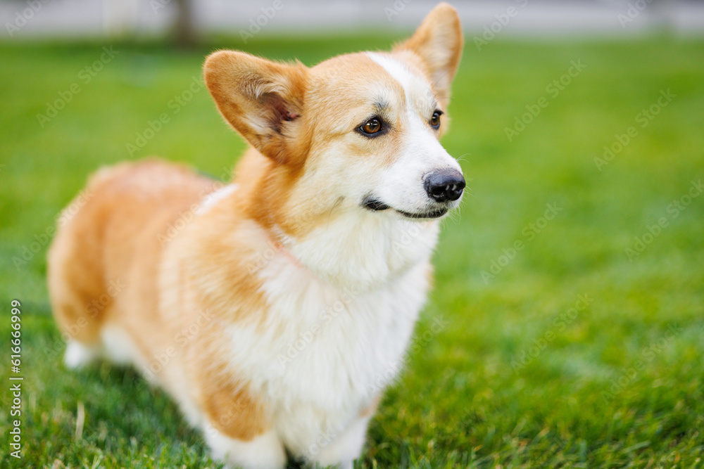 Portrait of adorable, happy dog of the corgi breed in the park on the green grass at sunset. The girl hugs and strokes her beloved pet.