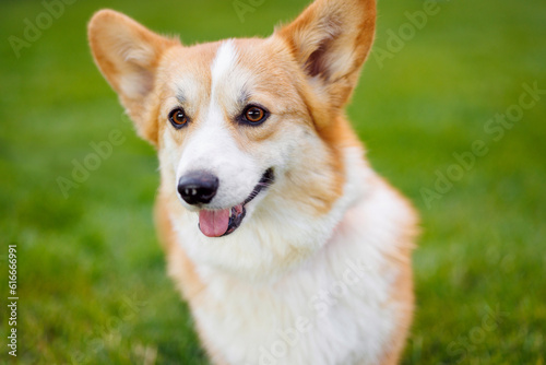 Portrait of adorable  happy dog of the corgi breed in the park on the green grass at sunset. The girl hugs and strokes her beloved pet.