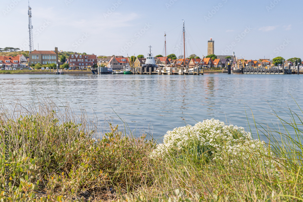 Cityscape West-Terschelling with blooming sea kale at Wadden island Terschelling in Friesland province in The Netherlands