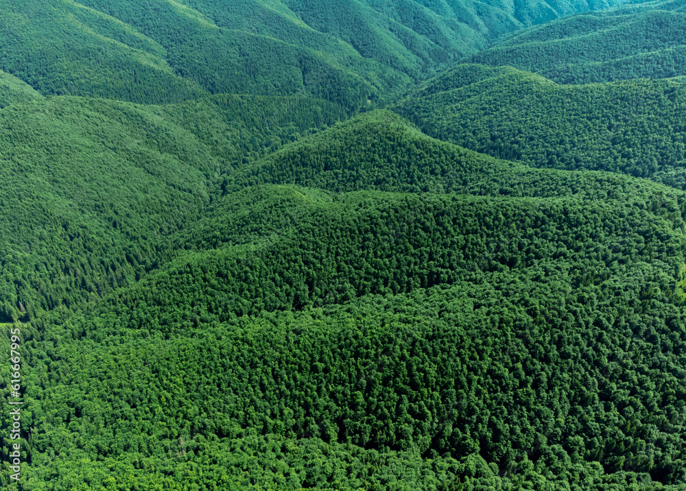 Aerial landscape of the Carpathian mountains with valleys and hills covered with forests