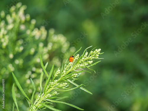 Ladybug on a flower. Zoology, ecology, environmental protection, love of nature. Background