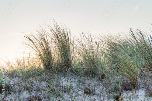 Marram grass at dunes wadden island Terschelling The Netherlands photo
