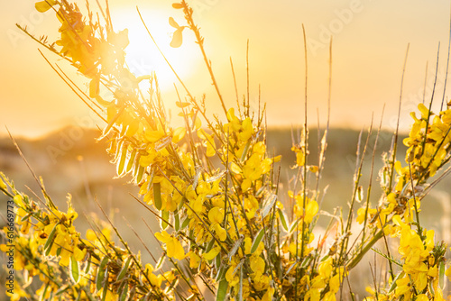 Gorse bush or Ulex Europaeus, between the dunes during golden hour at Terschelling Friesland Province in The Netherlands photo