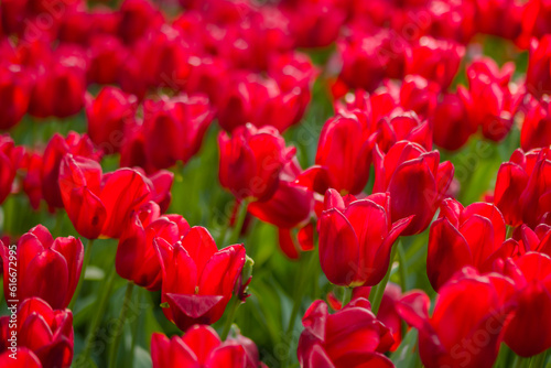 Colorful spring meadow with lot red tulip flowers - close up. Nature  floral  blooming and gardening concept
