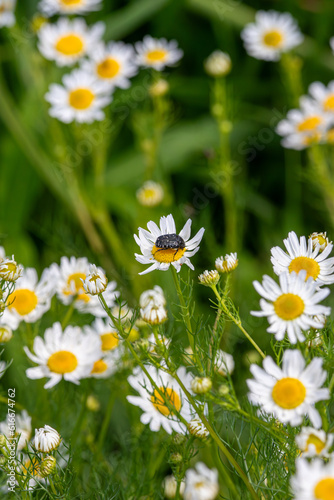 White-spotted Rose Beetle (Oxythyrea funesta) on Chamomile flowers 