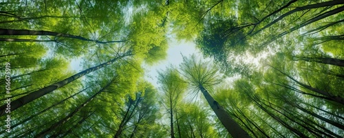 Nature s harmony. Tall trees in the forest canopy and sky in vibrant green