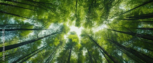 Nature's harmony. Tall trees in the forest canopy and sky in vibrant green