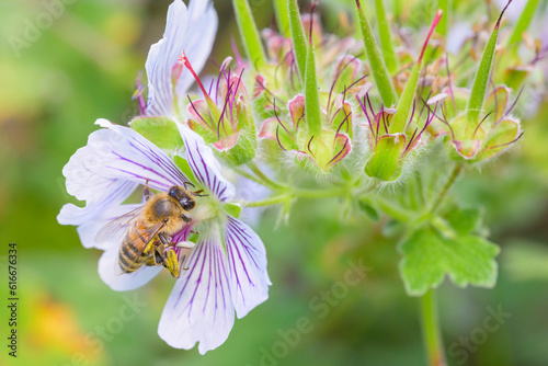 Bee - Apis mellifera - pollinates a blossom of the Geranium renardii photo